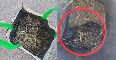 Znaleźli ją na dnie siatki. "Wyrzucona jak śmieć"