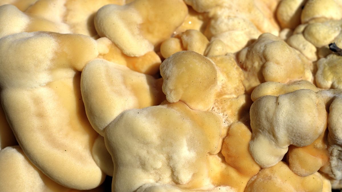 Chicken of the woods Laetiporus sulphureus shelf fungus
Often found growing down tree trunks in a typical 'shelf' or 'bracket' form, this edible fungus was found growing between a fallen tree trunk and the ground. The name chicken of the woods might refer to the appearance or the flavour of this distinctive, large mushroom ((Laetiporus sulphureus)), which has no gills. Other common names include sulphur polypore, chicken mushroom and chicken fungus.
Whiteway
Autumn, Chicken Mushroom, Chicken Of The Woods, Close-up, Color Image, Cranmer Green, Edible Mushroom, Food, Fungus, Horizontal, Large, Merton, Mushroom, Nature, No People, Orange, Outdoors, Photography, Shelf Fungus, Sulphur Polypore, Surrey, Yellow, bracket fungus, laetiporus, laetiporus sulphureus