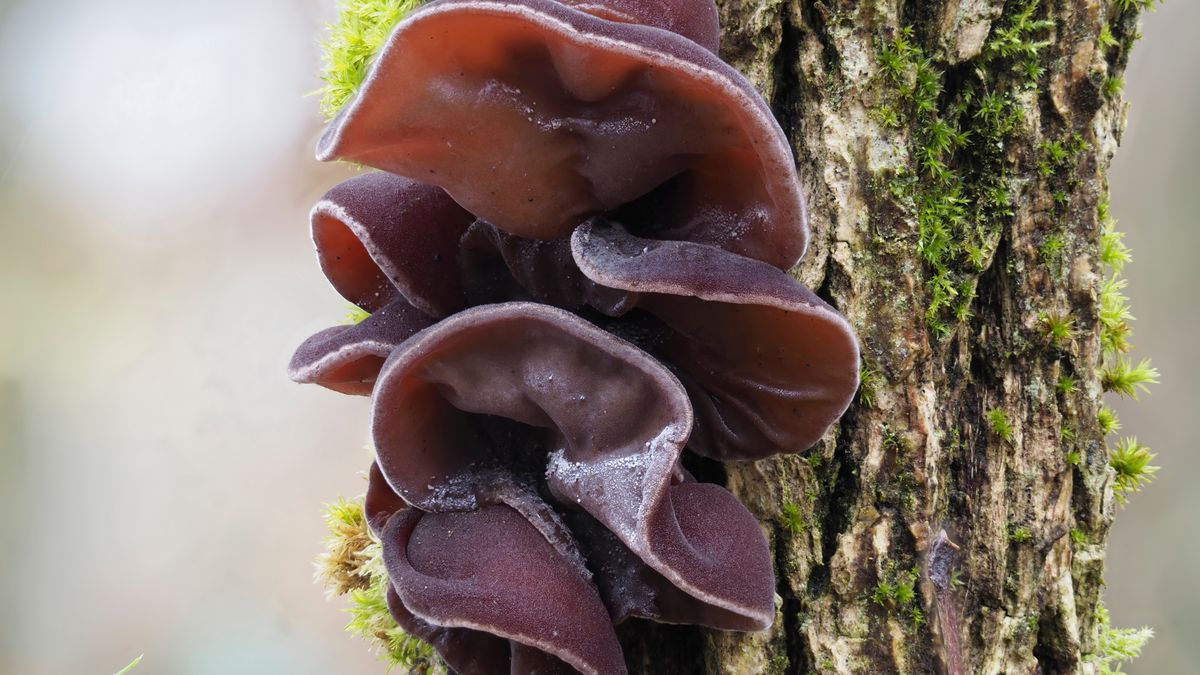 Ucho bzowe to jeden z 3 zimowych grzybów
