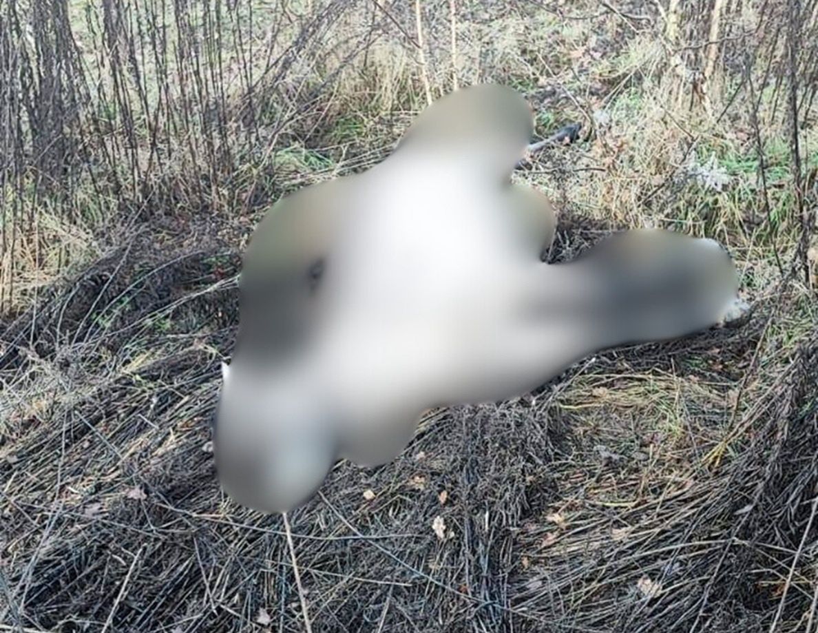 Siedem koni zginęło, zabił je pociąg. Właściciel zabrał głos