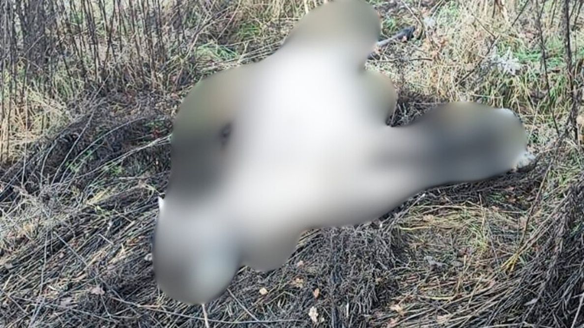 Dramatyczny wypadek na torach. Zginęło siedem koni