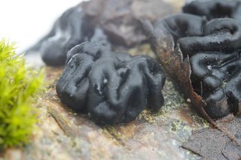 Nietypowy widok w polskim lesie. To "czarne mózgi"