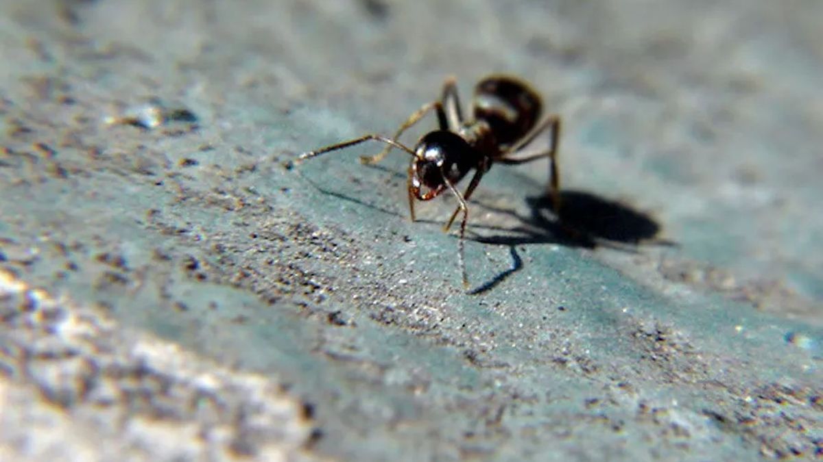 Naukowcy z Niemiec przyjrzeli się zwyczajom mrówek