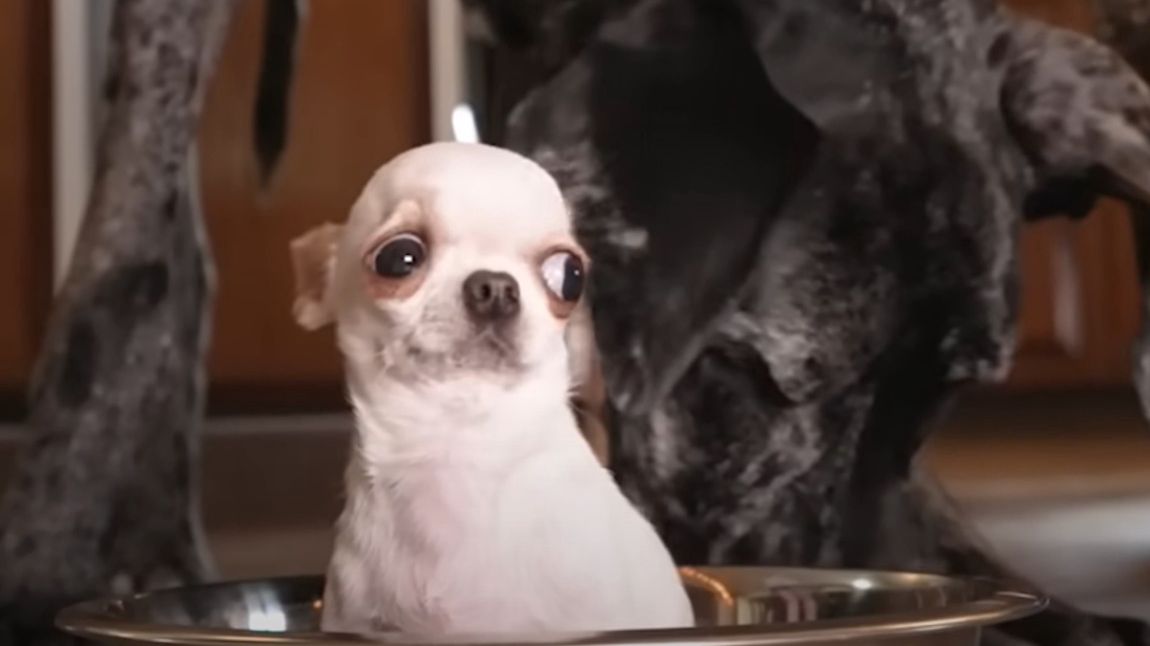 Niezwykłe spotkanie psów