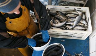 Ceny ryb jeszcze wzrosną. Pandemia zrobiła swoje