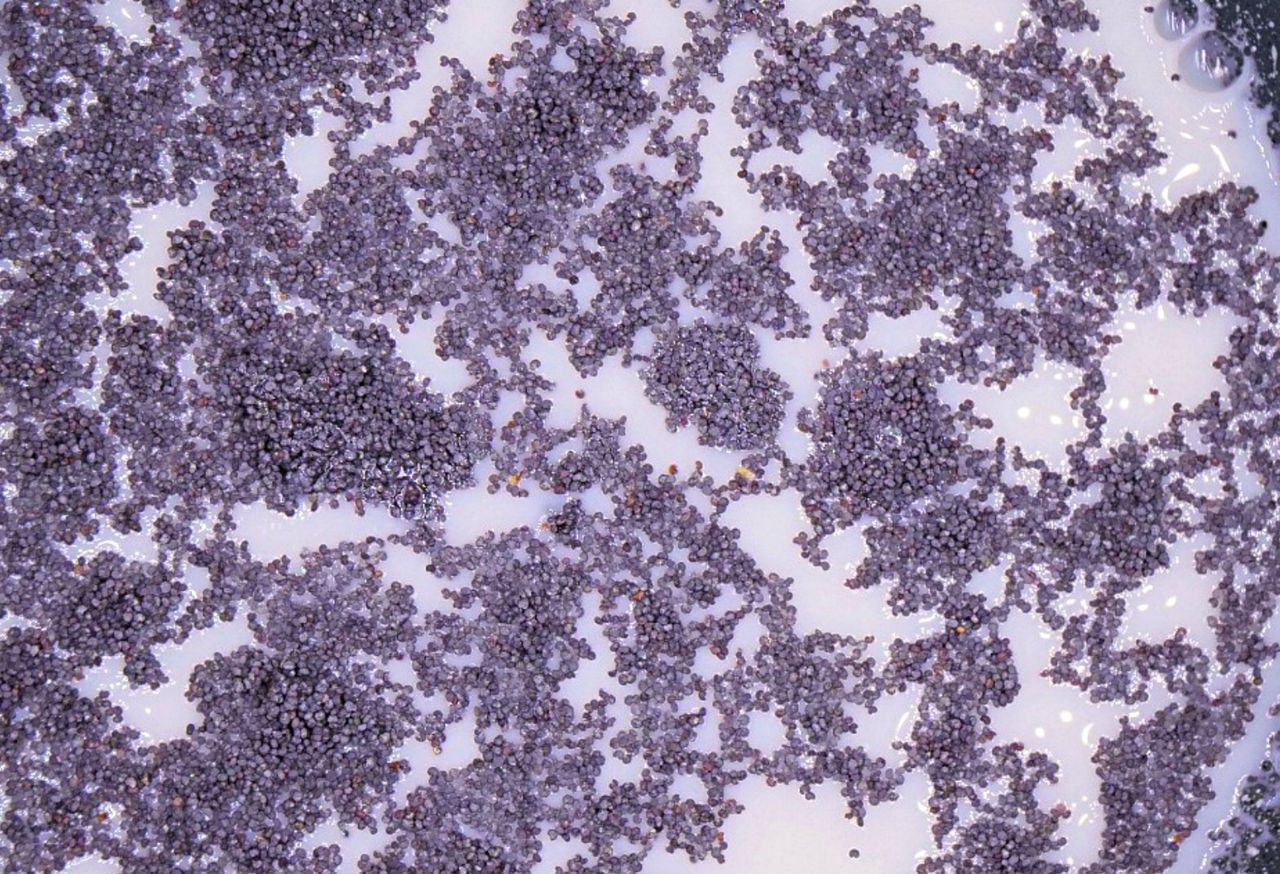 Jedni nie wyobrażają sobie bez niego świąt, inni wolą o nim nie myśleć