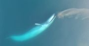 Tak żerują płetwale. Zbadali największe zwierzęta świata