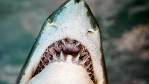 Zębata prezerwatywa - sposób na gwałcicieli 1