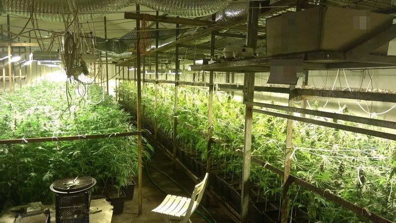 Plantacja marihuany w dawnej pieczarkarni