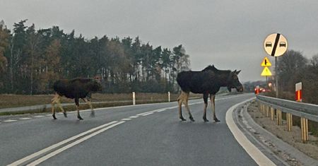 Łosie na drodze w Wielkopolsce. Leśnicy alarmują