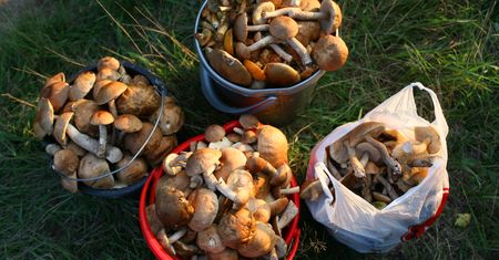 Nawet 100 złotych za kilogram. Sprawdzili, ile kosztują teraz grzyby