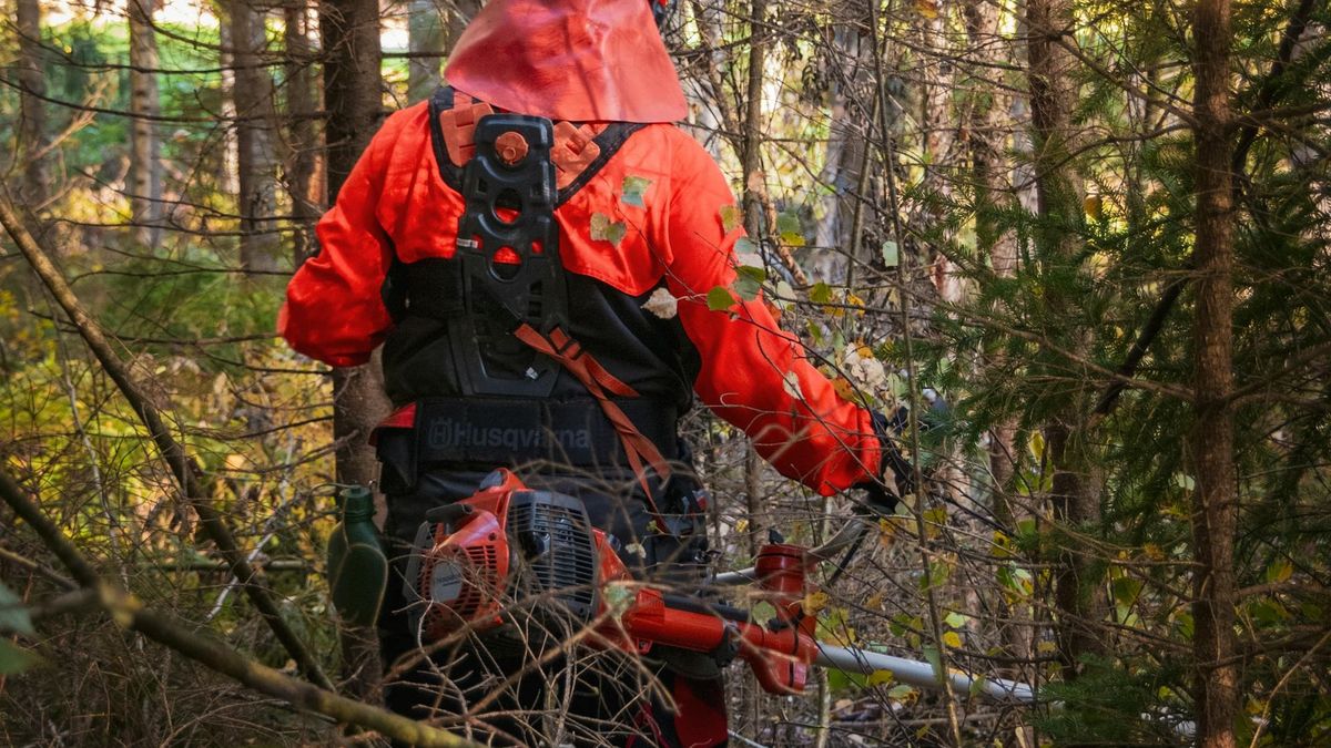 Mężczyzna za wycinkę 43 drzew musi zapłacić ponad 100 tys. zł kary 
