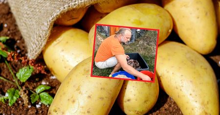 Dawny patent na warzywa. Nasi dziadkowie tak robili