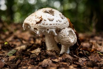 Park narodowy pokazał zdjęcie. "Sensacja mykologiczna"