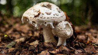 Park narodowy pokazał zdjęcie. "Sensacja mykologiczna"
