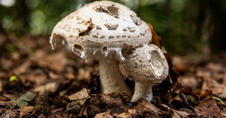 Park narodowy pokazał zdjęcie. "Sensacja mykologiczna"