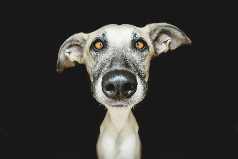 Pełne ekspresji portrety psów Elke Vogelsang 4