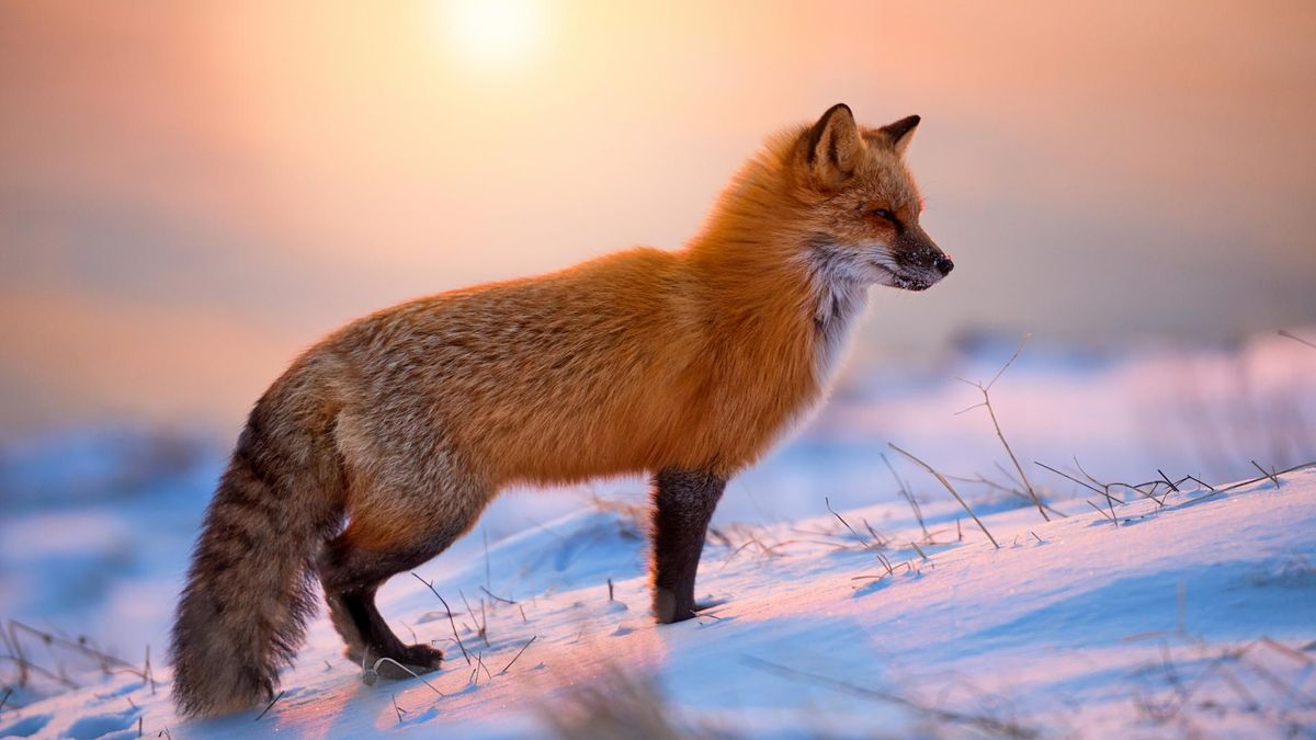 Lis. Charakterystyka gatunku