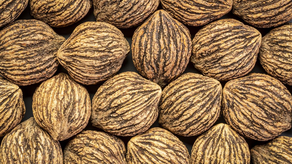 Orzech czarny (Juglans nigra)