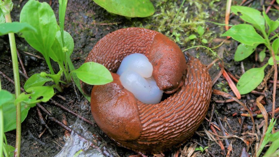 Ślimaki