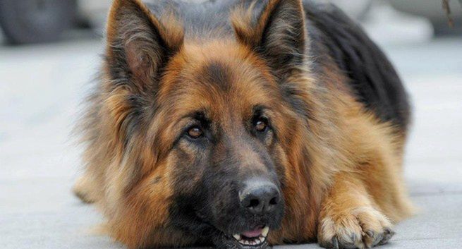 „Komisarz Alex” stracił 170 tys. widzów, ale TVP1 utrzymała pozycję lidera