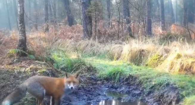 "A to ciołki...", czyli jak Lasy Państwowe komunikują się na Twitterze