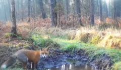 "A to ciołki...", czyli jak Lasy Państwowe komunikują się na Twitterze