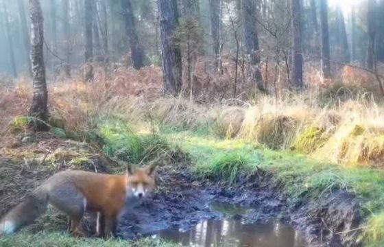 "A to ciołki...", czyli jak Lasy Państwowe komunikują się na Twitterze