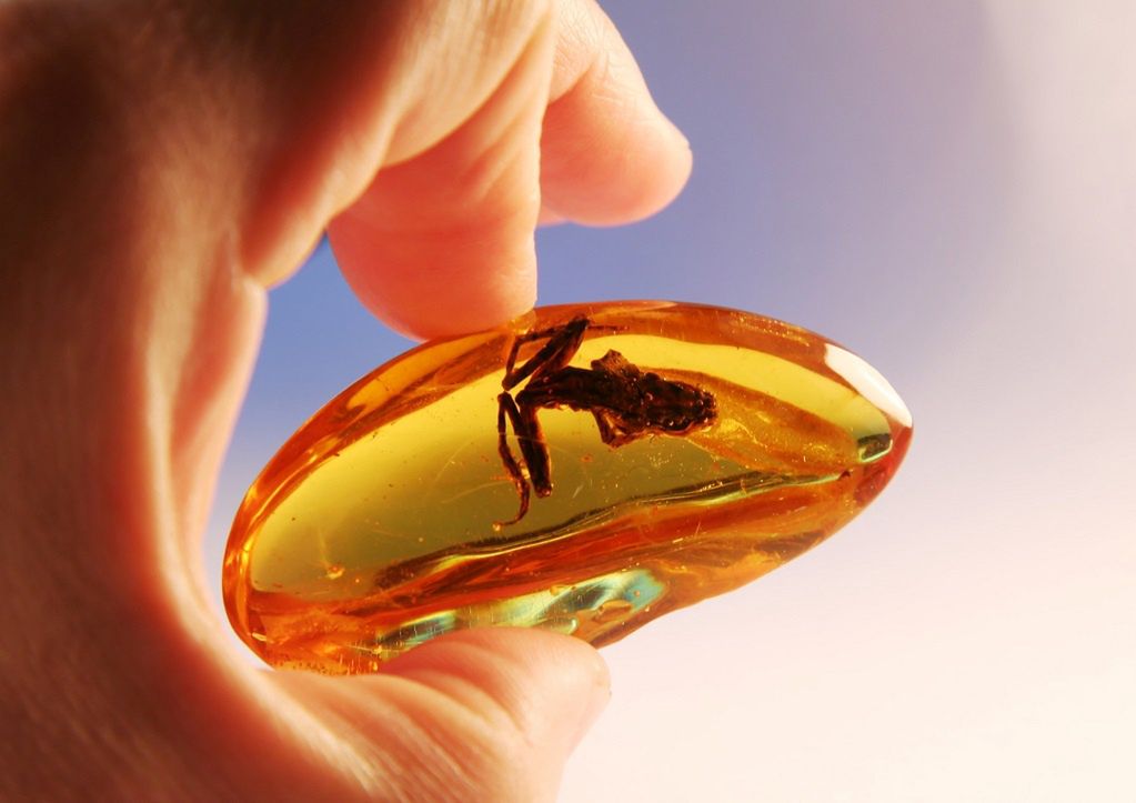 Mierzeja Wiślana. Wydobyto ponad kilogram bursztynu