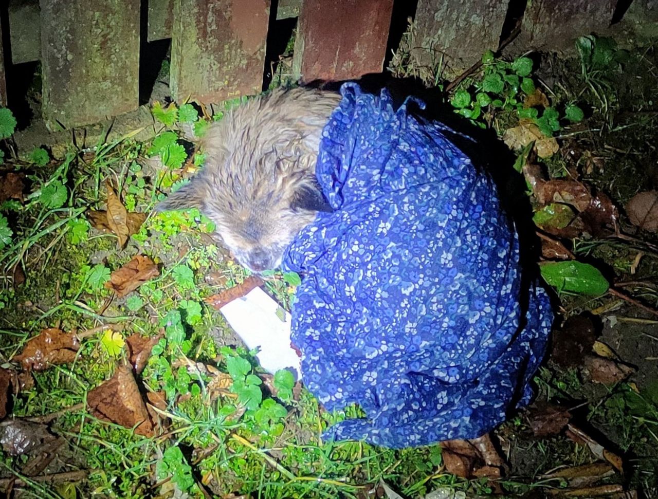 Właścicielka psa trafiła do szpitala. Znaleźli go skulonego pod płotem