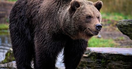 Zgłosili atak niedźwiedzia. Cztery osoby aresztowane