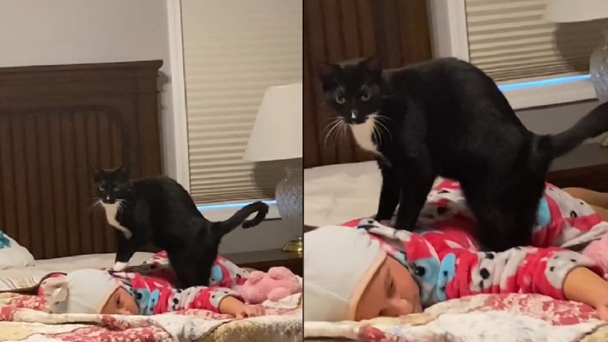 Kot rozczulił tysiące użytkowników TikToka.