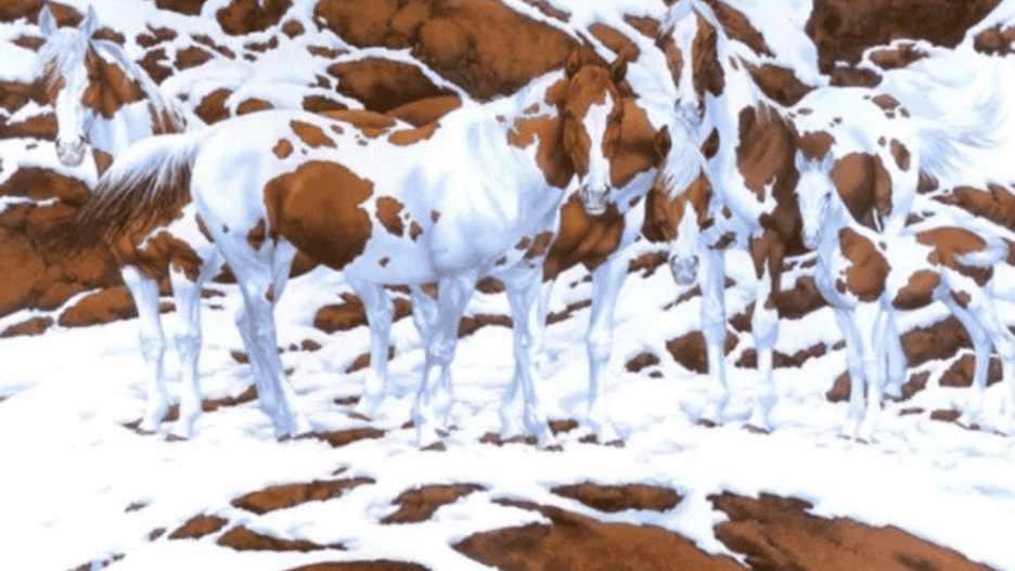 Policz konie na zdjęciu. Masz 15 sekund