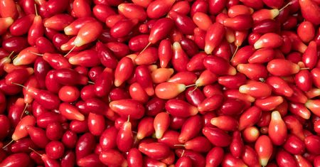 Płacą ok. 4,2 tys. za 1 kg. W Europie mówią, że to "polska oliwka"