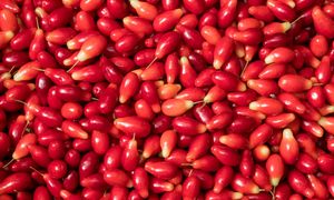 Prawdziwe superfood z Polski. W Europie płacą 1000 euro za kilogram