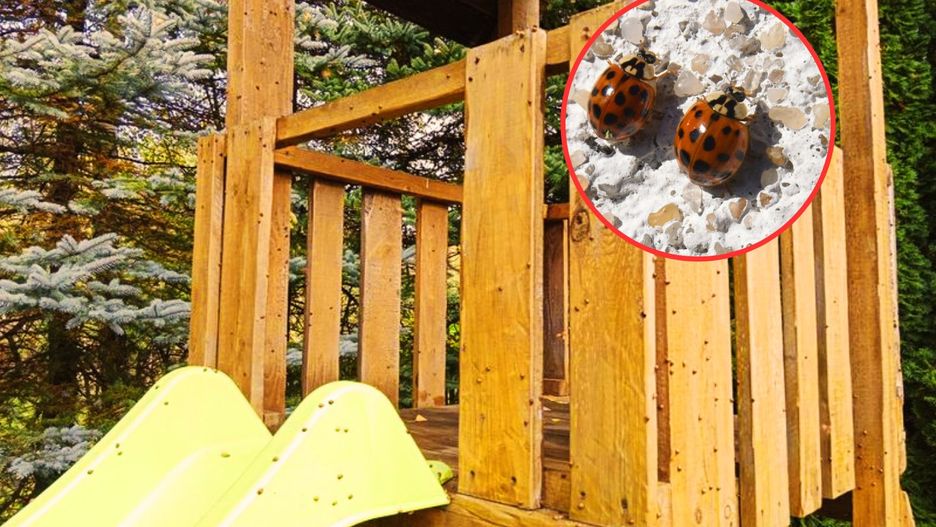 Biedronki ninja w natarciu. Mogą boleśnie pokąsać