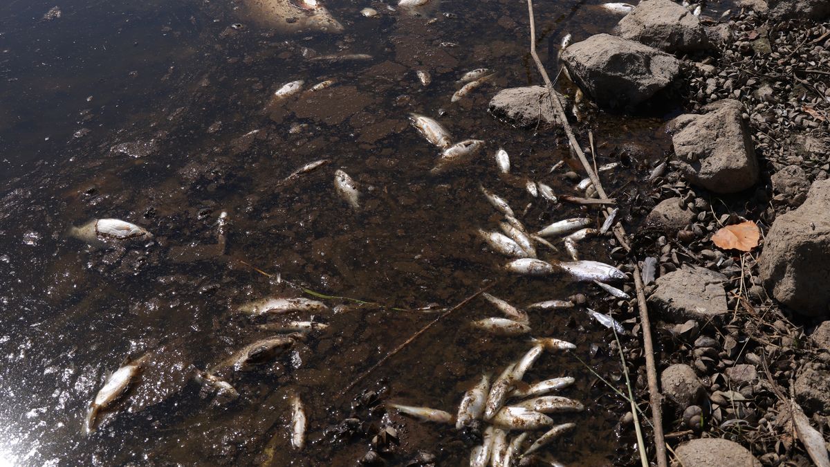 Setki kilogramów śniętych ryb wyłowiono z Kanału Gliwickiego