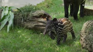 MiastO!Żyje - Sportowa inwestycja na Międzytorzu i narodziny tapira malajskiego w ZOO Płock - 17.07.26r.