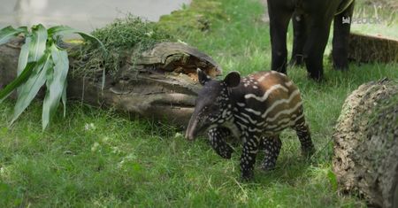 MiastO!Żyje - Sportowa inwestycja na Międzytorzu i narodziny tapira malajskiego w ZOO Płock - 17.07.26r.