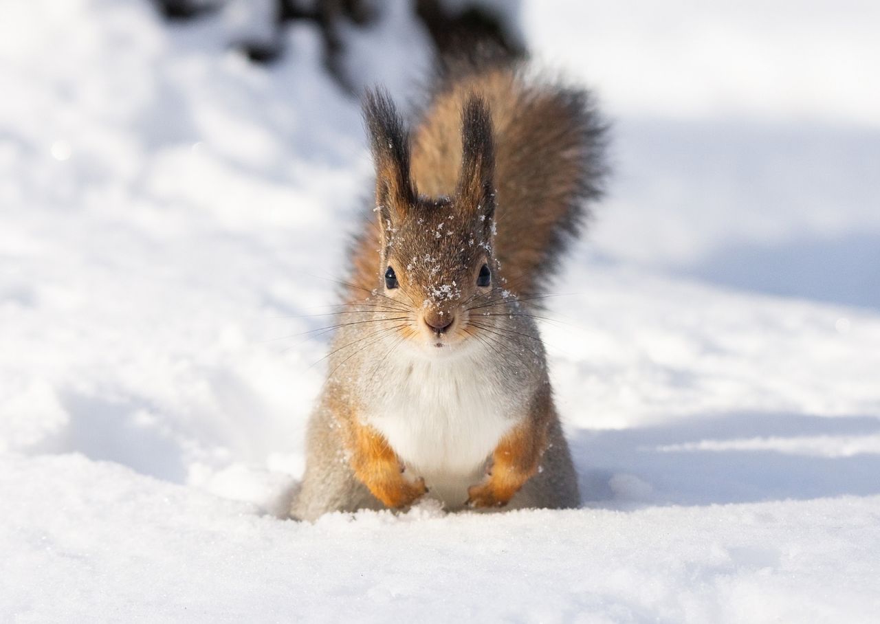 Zimowy sen zwierząt. Które z nich hibernują?