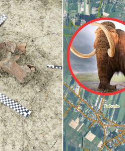 Wyjątkowe odkrycie na budowie. Szczątki mamuta przy S17