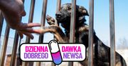 Pomysł schroniska w Rawiczu przyniósł świetne rezultaty. Są pierwsze adopcje