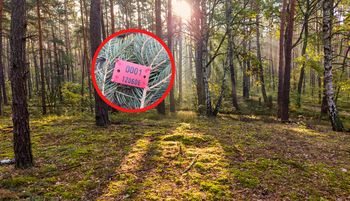 "Prawdziwy rodzynek". Leśnicy nie kryli ekscytacji. Pokazali zdjęcia