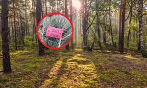 "Prawdziwy rodzynek". Leśnicy nie kryli ekscytacji. Pokazali zdjęcia