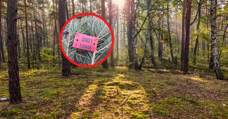 "Prawdziwy rodzynek". Leśnicy nie kryli ekscytacji. Pokazali zdjęcia