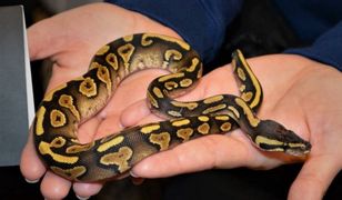 Wrocław. Miał w domu 11 węży. Odpowie za nielegalny handel