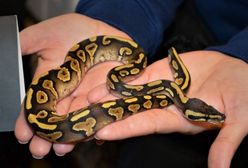 Wrocław. Miał w domu 11 węży. Odpowie za nielegalny handel