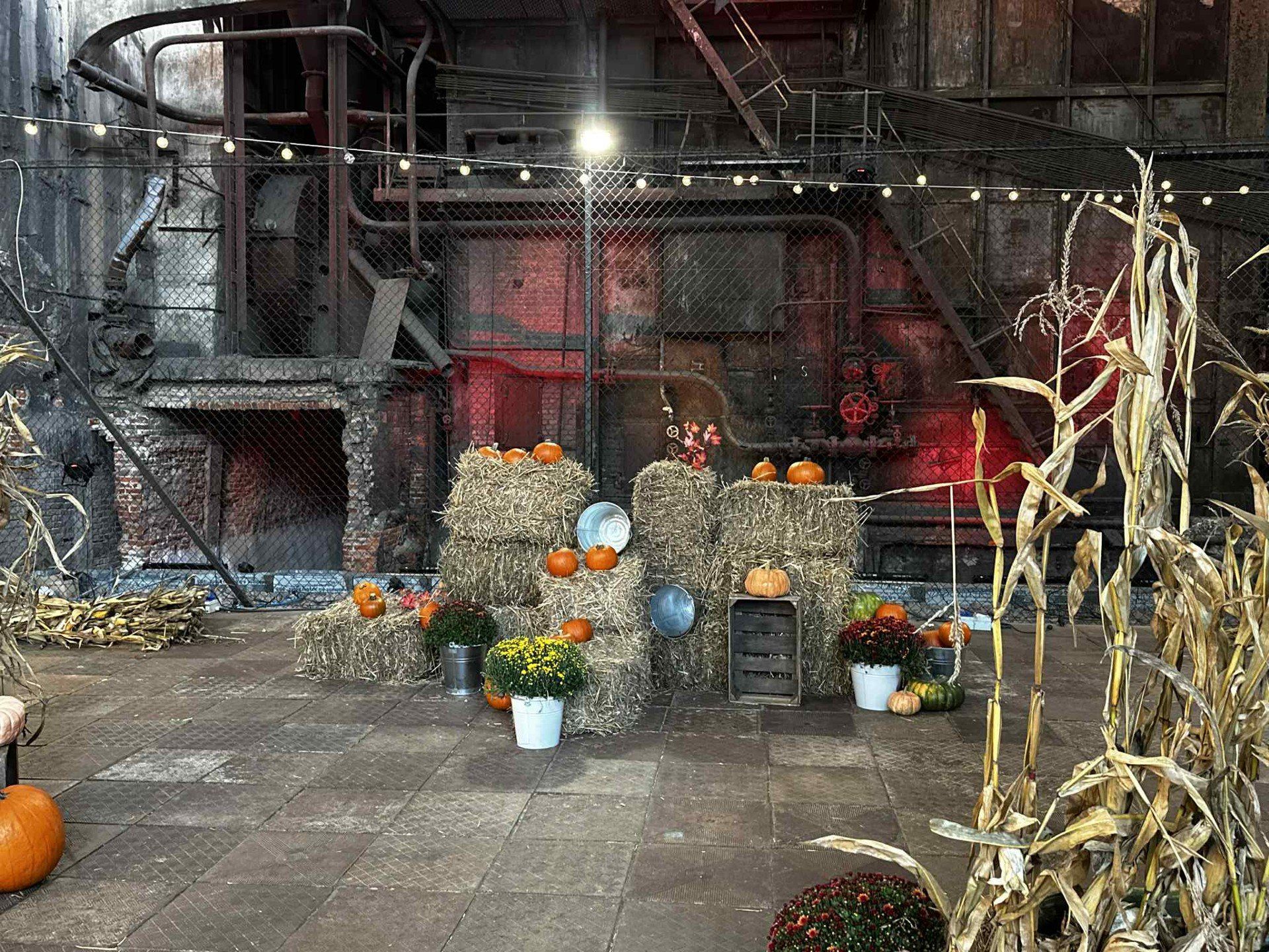 fuzja lodz, farma dyń, kotłownia