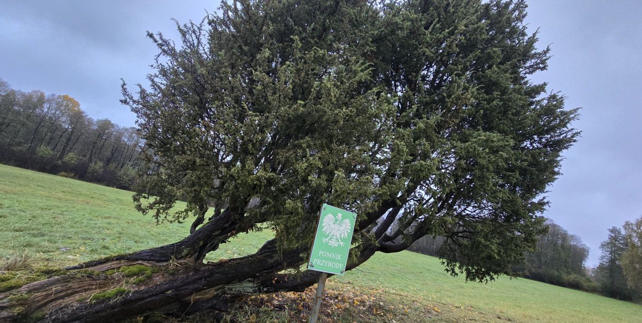 Kiedrowice - Zapceń: Jałowiec został pomnikiem przyrody
