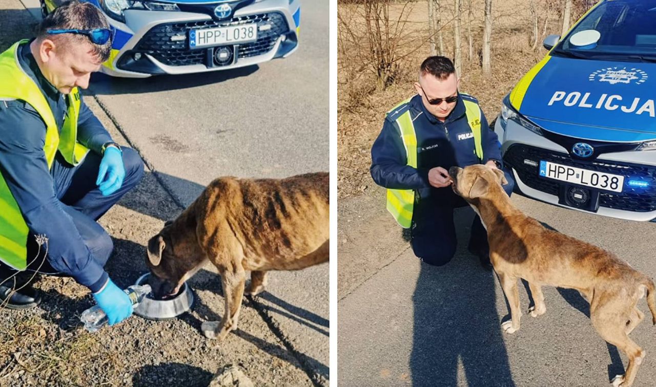 Śląsk: Niezwykła historia z happy endem. Policjanci uratowali błąkającego się psa